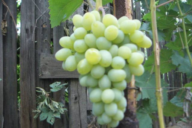 Grapes: varieties in alphabetical order with a photo