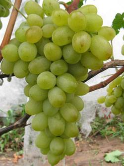 Grapes: varieties in alphabetical order with a photo