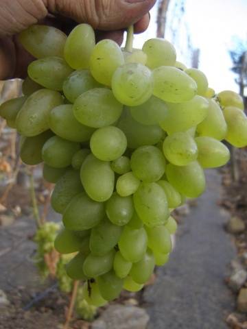 Grapes: varieties in alphabetical order with a photo