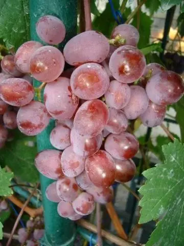 Grapes Victoria