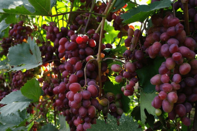 Grapes Victoria