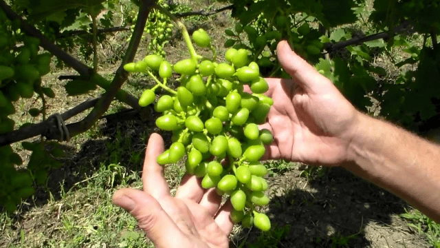 Grapes Victoria