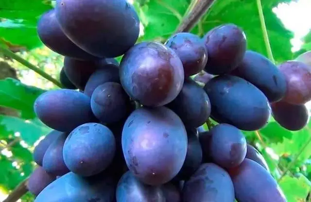 Grapes Viking