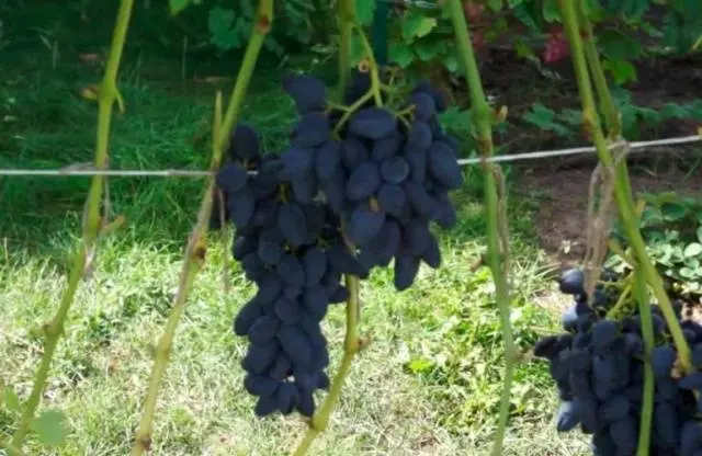 Grapes Viking