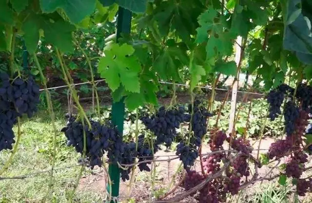 Grapes Viking