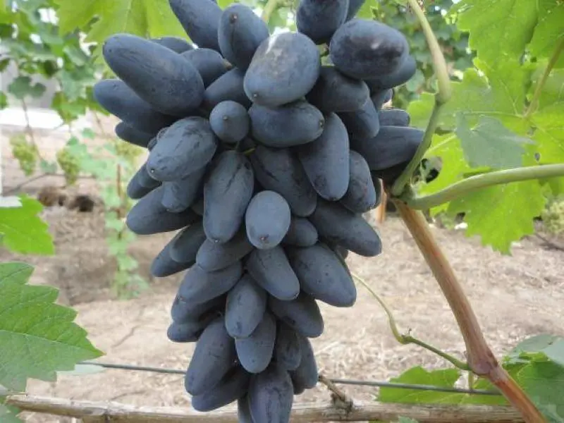 Grapes Viking