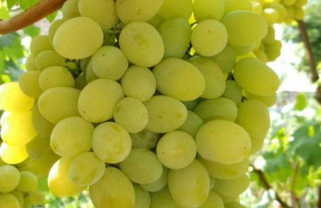 Grapes White Miracle