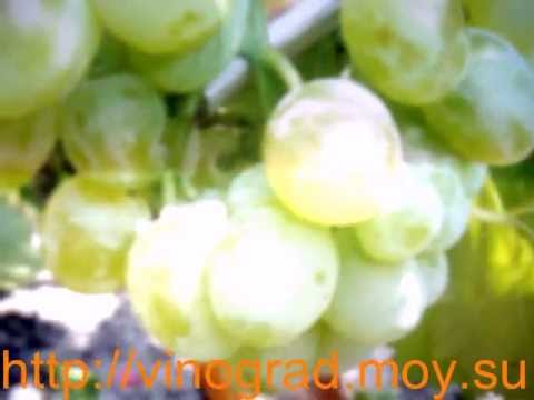 Grapes White Miracle