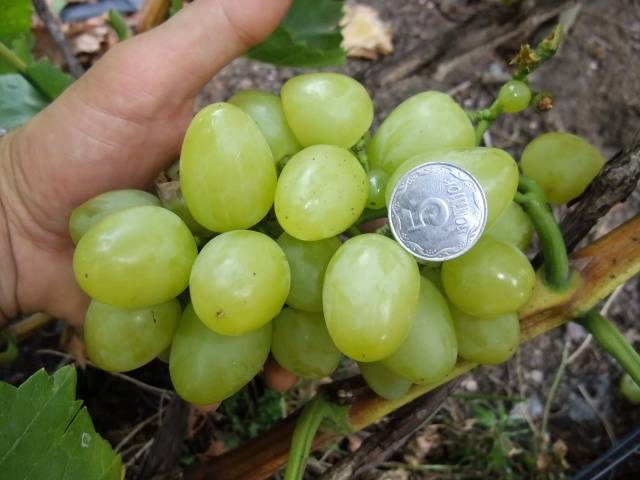 Grapes White Miracle