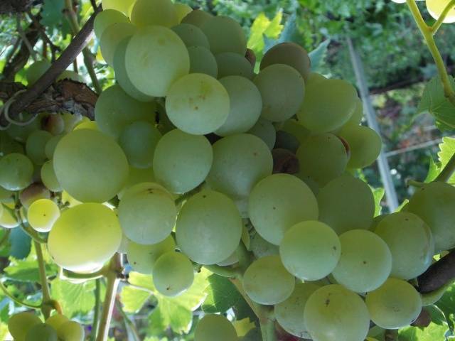 Grapes White Miracle