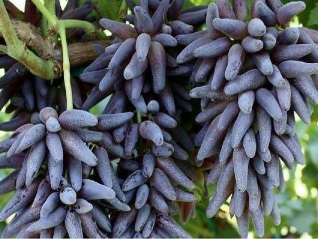 Grapes Witch Fingers