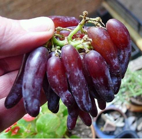 Grapes Witch Fingers