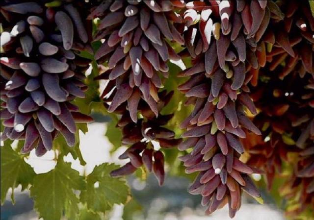 Grapes Witch Fingers