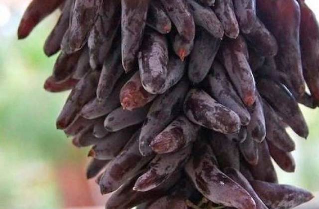 Grapes Witch Fingers