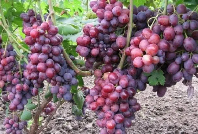 Grapes Zarya Nesvetaya