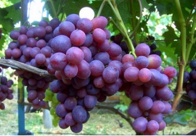 Grapes Zarya Nesvetaya