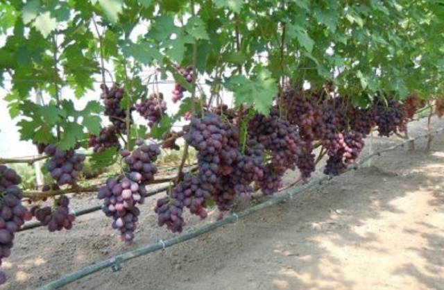 Grapes Zarya Nesvetaya