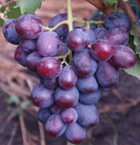 Grapes Zarya Nesvetaya