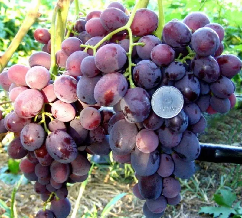 Grapes Zarya Nesvetaya