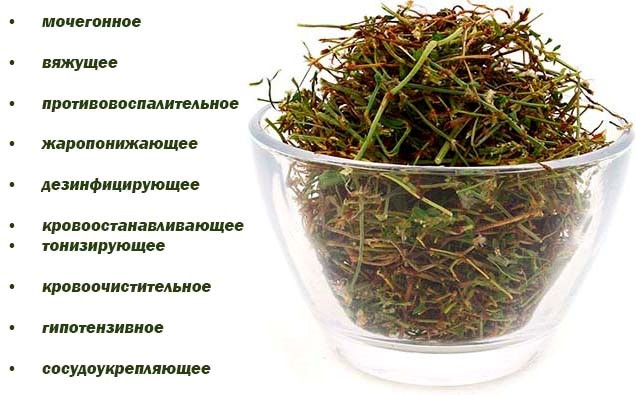 Grass-ant: description and distribution of culture + medicinal properties, use in medicine, harm and contraindications