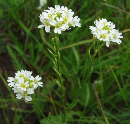 Grass hiccup gray-green (gray): photo, characteristics, medicinal properties and application