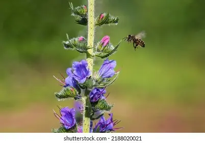 Grass-honey plant Common bruise: photo