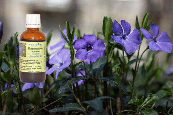 Grass Periwinkle: medicinal properties and contraindications, photo, use in traditional medicine