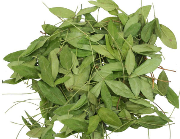 Grass Periwinkle: medicinal properties and contraindications, photo, use in traditional medicine