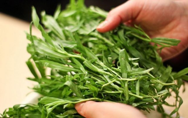 Grass Tarragon (tarragon): useful properties and contraindications