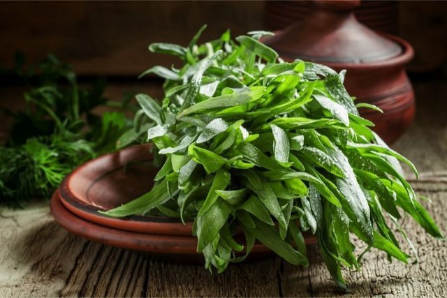 Grass Tarragon (tarragon): useful properties and contraindications