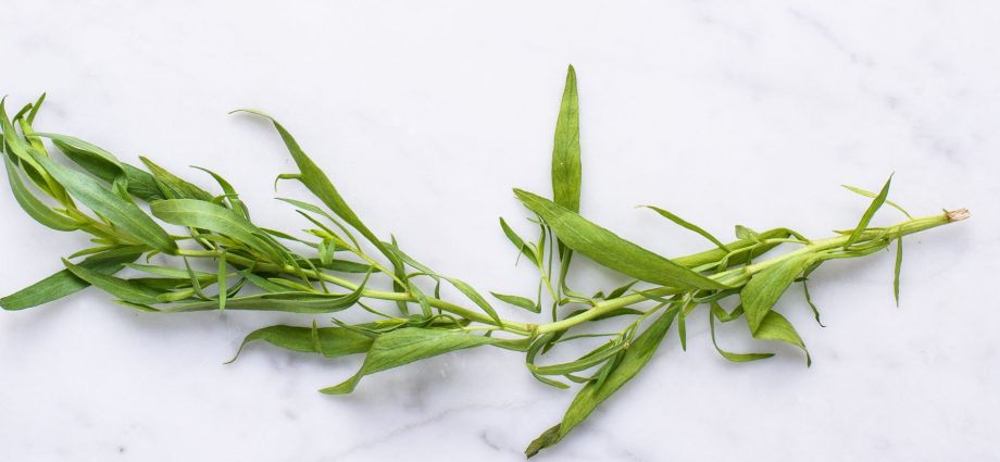 Grass Tarragon (tarragon): useful properties and contraindications