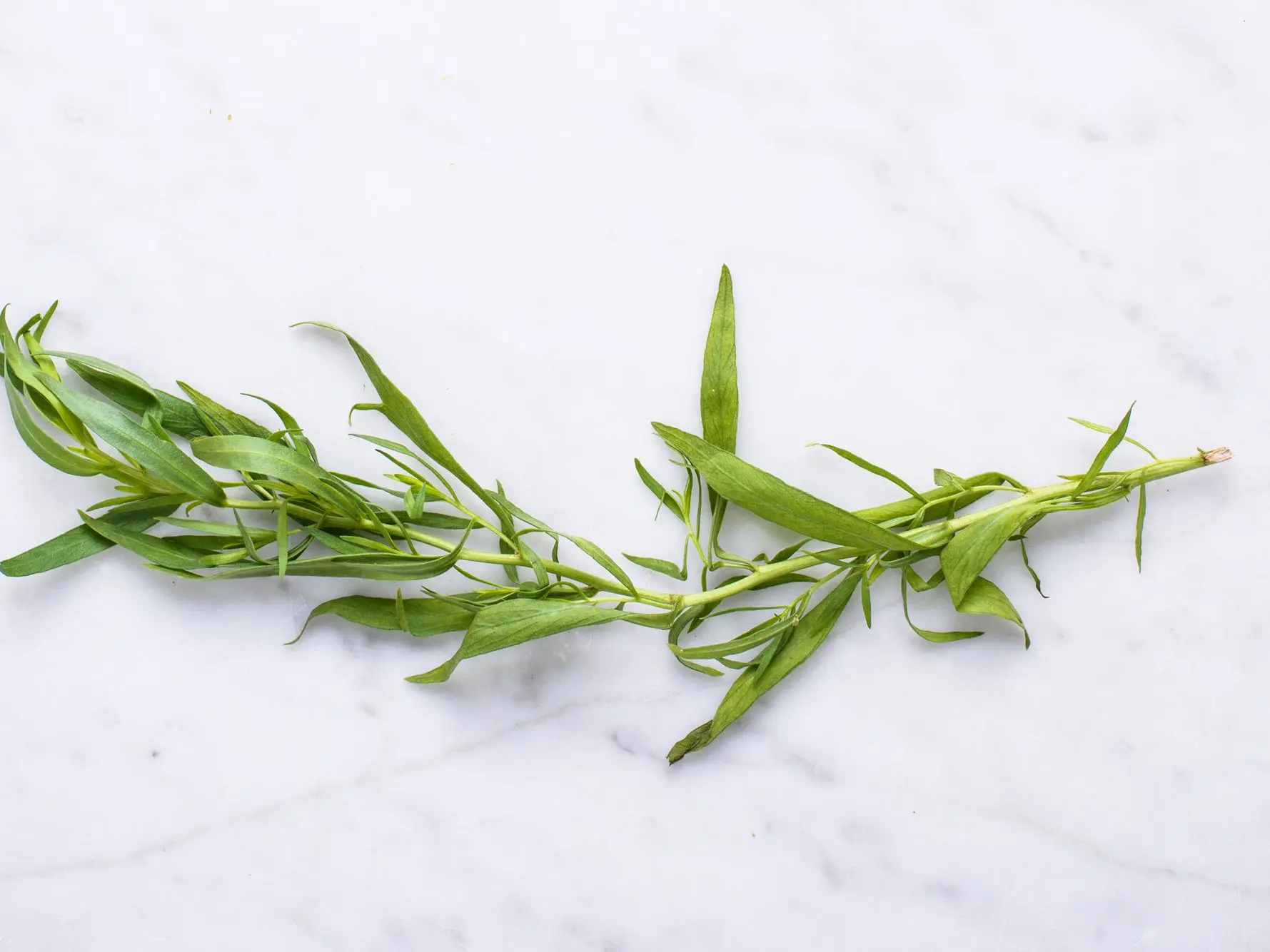 Grass Tarragon (tarragon): useful properties and contraindications