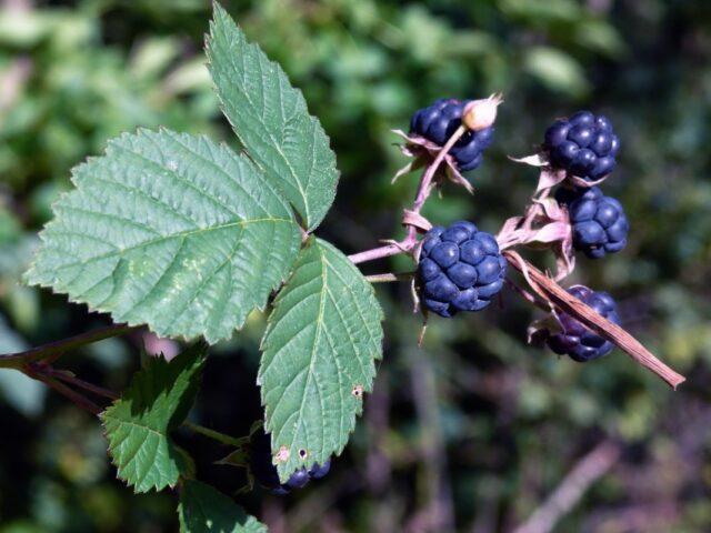 Gray blackberry (Rubus caesius): description, photo, application, type of fruit