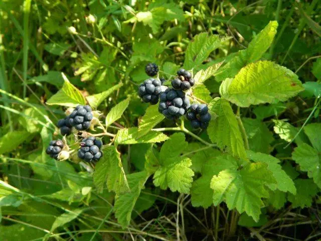 Gray blackberry (Rubus caesius): description, photo, application, type of fruit