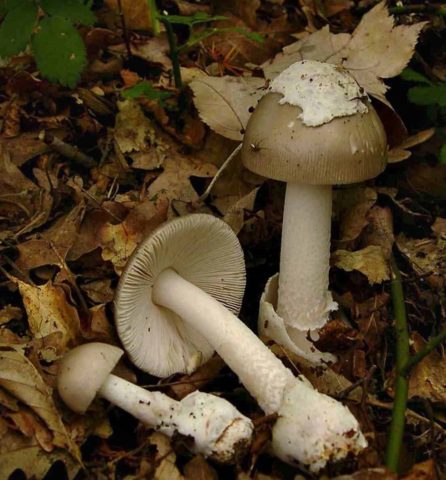 Gray float (fly agaric vaginal): photo and description