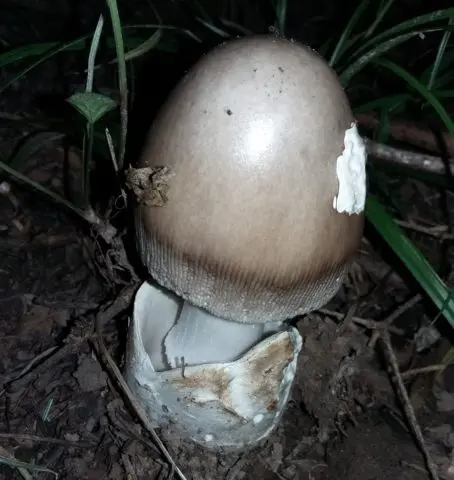 Gray float (fly agaric vaginal): photo and description