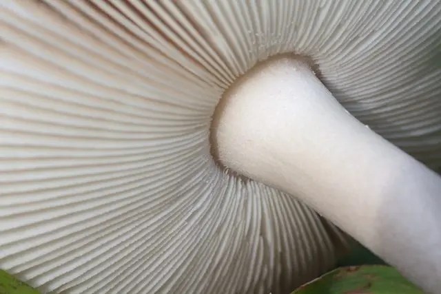 Gray float (fly agaric vaginal): photo and description