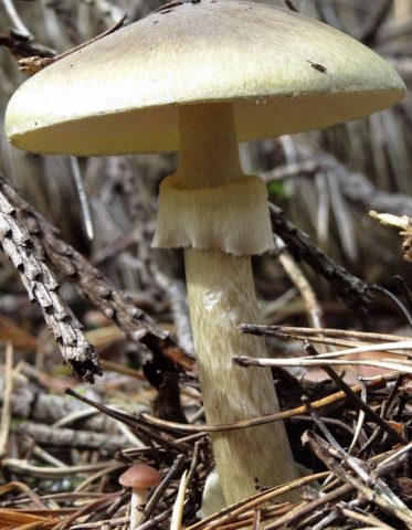 Gray float (fly agaric vaginal): photo and description