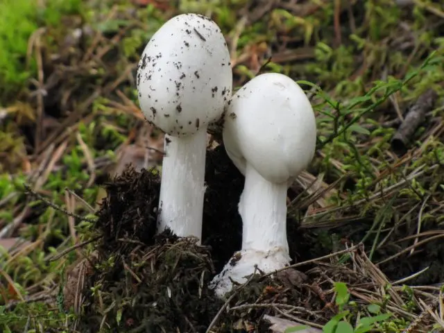 Gray float (fly agaric vaginal): photo and description