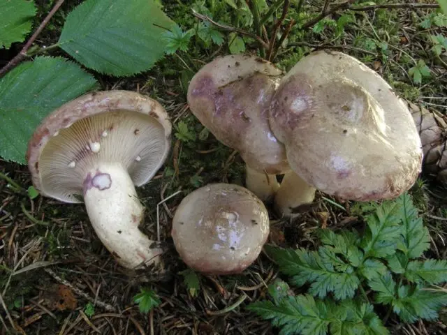 Gray-green breast (Sticky milker): description and photo, false twins