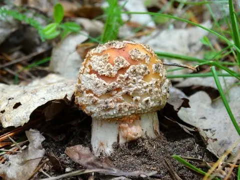 Gray-pink amanita (Amanita rubescens) photo and description