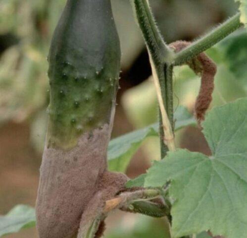 Gray rot of cucumbers in a greenhouse: causes, photos, treatment, control measures