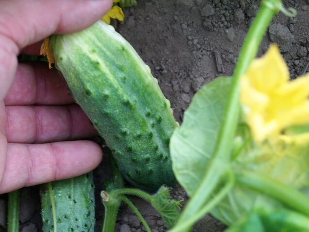 Gray rot of cucumbers in a greenhouse: causes, photos, treatment, control measures