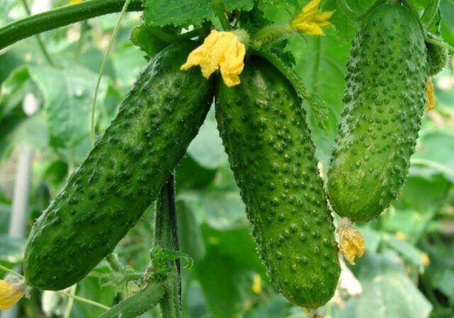 Gray rot of cucumbers in a greenhouse: causes, photos, treatment, control measures