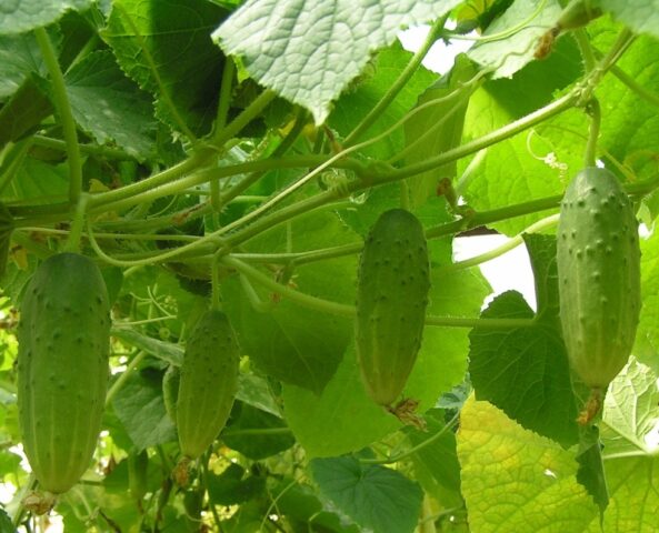 Gray rot of cucumbers in a greenhouse: causes, photos, treatment, control measures