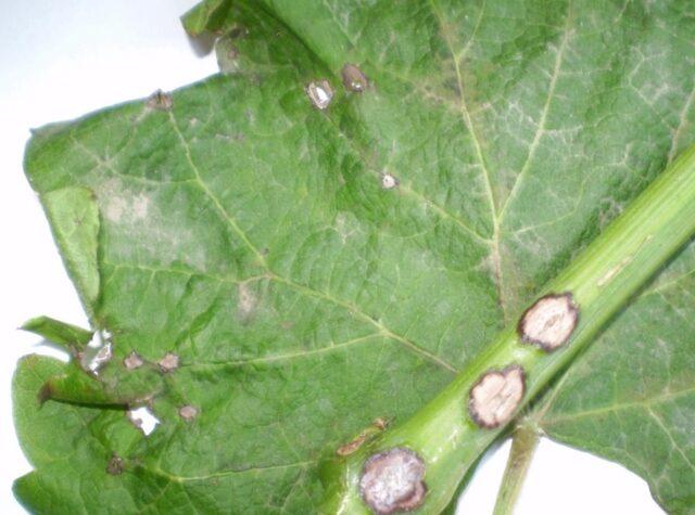 Gray rot of cucumbers in a greenhouse: causes, photos, treatment, control measures