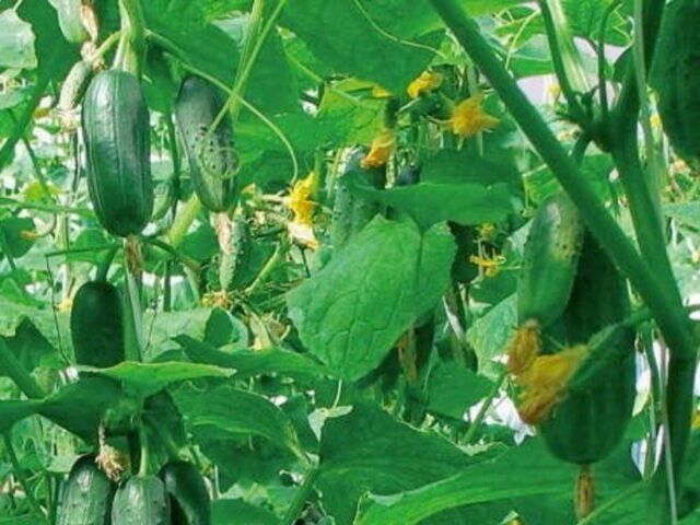 Gray rot of cucumbers in a greenhouse: causes, photos, treatment, control measures