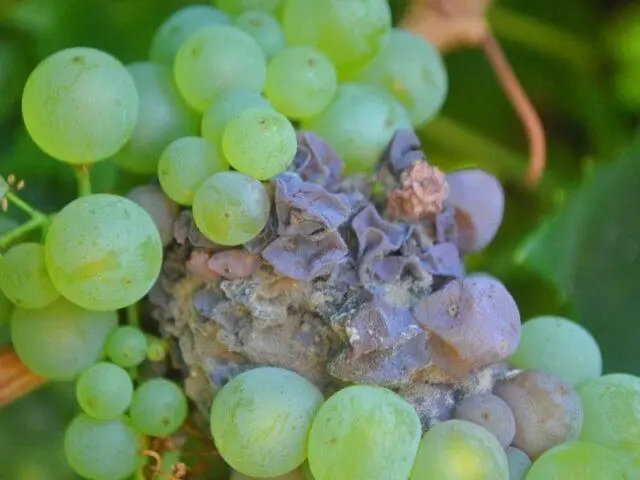 Gray rot on grapes: what it looks like, how to fight, preparations