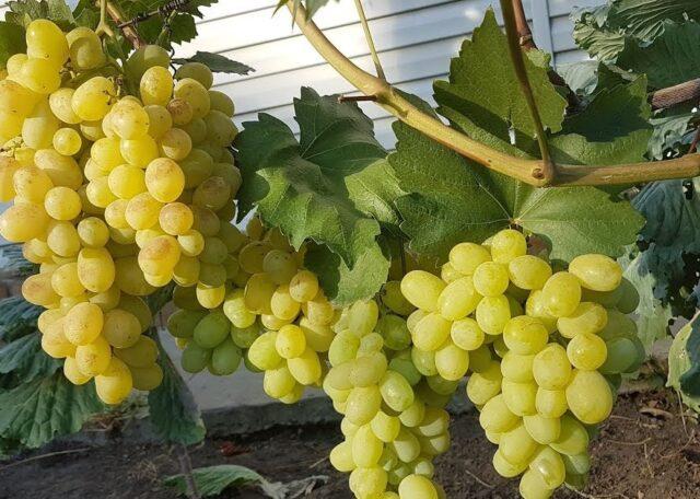 Gray rot on grapes: what it looks like, how to fight, preparations