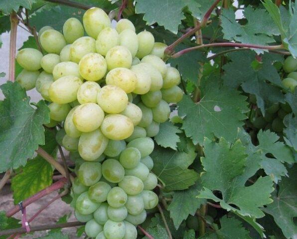 Gray rot on grapes: what it looks like, how to fight, preparations